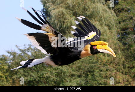 Femmina grande hornbill indiano (Buceros simum) in volo. A.k.a. Asian pied hornbill Foto Stock