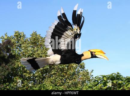 Femmina grande hornbill indiano (Buceros simum) in volo. A.k.a. Asian pied hornbill Foto Stock