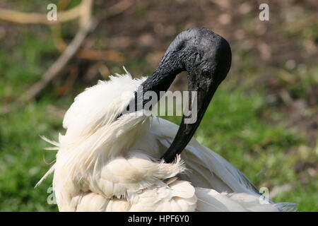 Sud Est asiatico a testa nera ibis o orientali ibis bianco (Threskiornis melanocephalus) preening Foto Stock