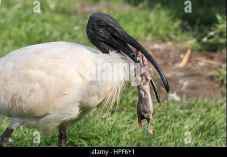 Nero asiatico con testa di ibis o orientali ibis bianco (Threskiornis melanocephalus), di alimentazione su un ratto ha catturato Foto Stock