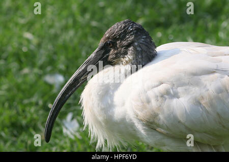 I capretti nero asiatico con testa di ibis o orientali ibis bianco (Threskiornis melanocephalus), close-up della testa Foto Stock