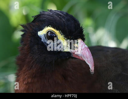 Sud America curassow notturno (Nothocrax urumutum) Foto Stock