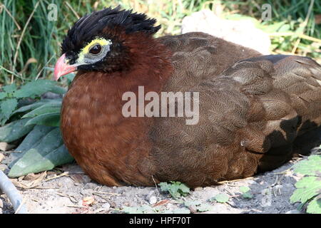 Sud America curassow notturno (Nothocrax urumutum) Foto Stock