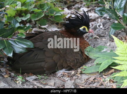 Sud America curassow notturno (Nothocrax urumutum) Foto Stock