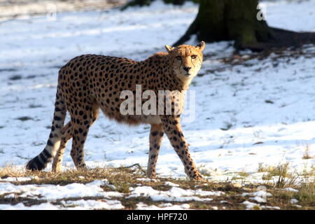 Femmina matura africana di ghepardo (Acinonyx jubatus) sul prowl in un paesaggio wintery con neve. Foto Stock