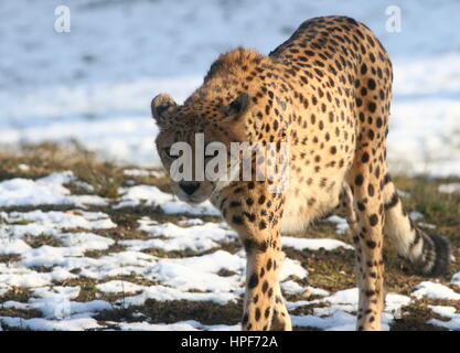 Femmina matura africana di ghepardo (Acinonyx jubatus) sul prowl in un paesaggio wintery con neve. Foto Stock