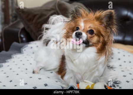 Papillon cane (Canis lupus familiaris) / Continental Toy Spaniel cane Butterfly detiene un giocattolo di gomma in bocca,cucciolo Foto Stock