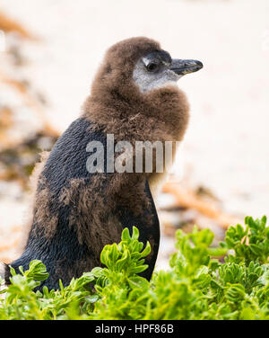 Moulting capretti pinguino africani in Boulders Beach, Sud Africa Foto Stock