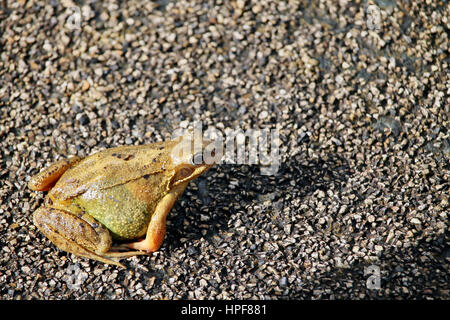 Rana su strada Foto Stock