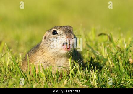 Un selvaggio terreno europeo scoiattolo munching su erba in un campo in Slovacchia, l'Europa. Foto Stock