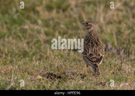 Allodola eurasiatica (Alauda arvense) in piedi in un campo di erba Foto Stock