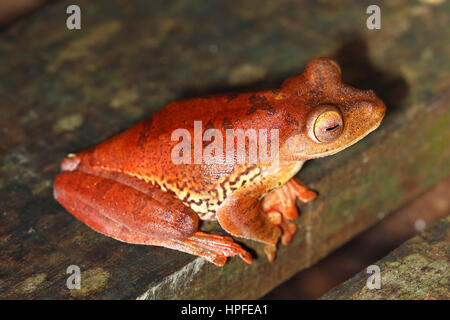 Arlecchino raganella (Rhacophorus pardalis), Kubah National Park, Stati di Sarawak, nel Borneo, Malaysia Foto Stock