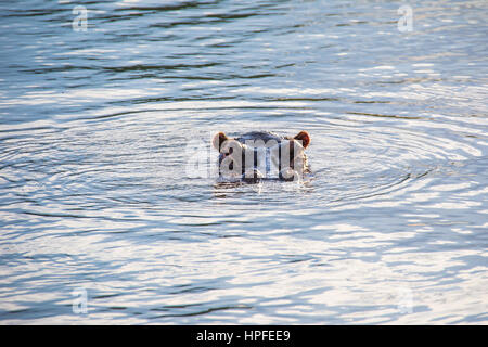 Hippo sul fiume Zambesi, Victoria Falls, Zimbabwe Foto Stock