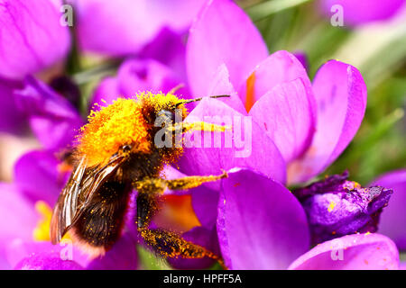 Leeds, Regno Unito. Il 21 febbraio 2017. Con storm Doris previsioni per Giovedi questo ape era tenuto un opportunità di raccogliere il polline di nuova fioritura crocus fiori ad Abbazia di Kirkstall vicino a Leeds, West Yorkshire. L'ape deve essere uno dei primi ad uscire dalla modalità di ibernazione di quest'anno. Preso il ventunesimo febbraio 2017 a Leeds, West Yorkshire. Credito: Andrew Gardner/Alamy Live News Foto Stock