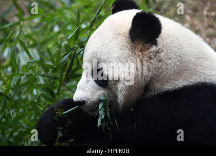 Washington, DC, Stati Uniti d'America. Il 21 febbraio, 2017. Panda gigante Bao Bao mangia il bambù prima di lasciare lo zoo, a Washington, DC, Stati Uniti, Feb 21, 2017. Americano-nato panda gigante Bao Bao arriverà nel sud-ovest della Cina di provincia di Sichuan mercoledì sera (ora di Pechino). Credito: Yin Bogu/Xinhua/Alamy Live News Foto Stock