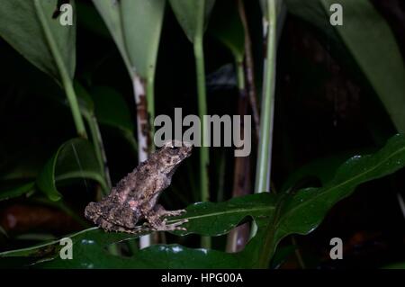 Un giovane fiume Toad (Phrynoidis aspera) su una foglia in Batang Kali, Selangor, Malaysia Foto Stock