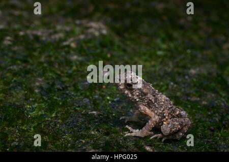 Un giovane fiume Toad (Phrynoidis aspera) su un masso di muschio in Batang Kali, Selangor, Malaysia Foto Stock