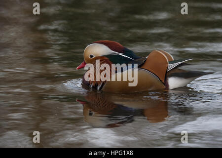 Anatra Mandarina Foto Stock