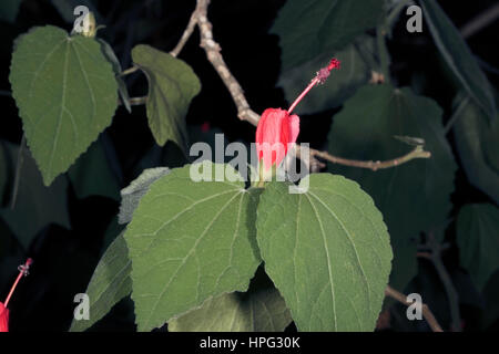 Cera/rosso/Texas malva/Drummond cera-malva messicano/Apple/Manzanilla?Turk della pac- Malvaviscus arboreus- Famiglia Malvaceae Foto Stock