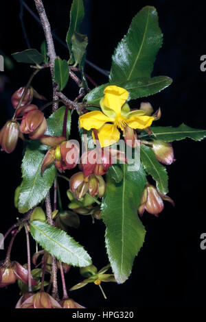 Il carnevale Bush/Small-lasciava piano/ a fiore grande Ochna- Ochna atropurpurea- Famiglia Ochnaceae Foto Stock