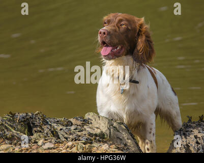 Marrone e Bianco Springer Spaniel cane sulla spiaggia rocciosa Foto Stock