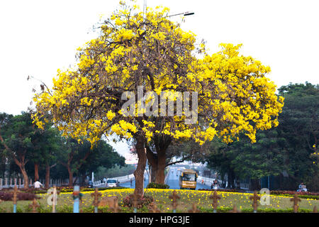 Tecoma Stans o struttura a campana in piena fioritura in Hyderabad, India Foto Stock