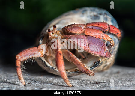 Un vicino la fotografia di un granchio eremita emergente dalla shell host Foto Stock