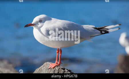 Queenstown, Otago, Nuova Zelanda. Rosso-fatturati gabbiano (Chroicocephalus scopulinus) sulla costa rocciosa del Lago Wakatipu. Foto Stock