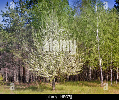 Spring landscape in the forest on the edge of young pines growing near them flowering pear. Foto Stock