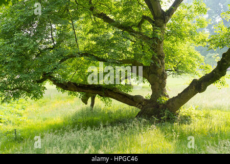 Bel vecchio albero in un parco nei Paesi Bassi Foto Stock