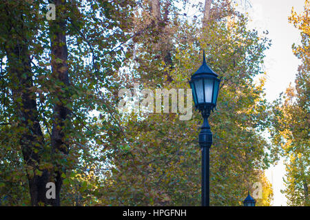 Vista di una strada luce contro gli alberi nel parco Foto Stock