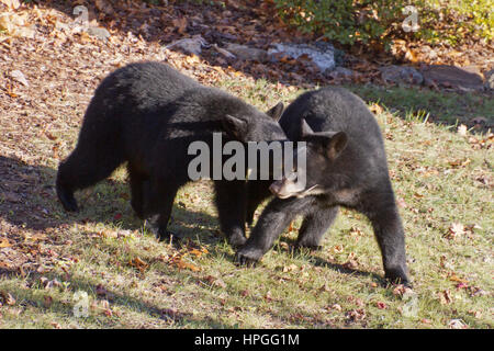 Due adolescente di orsi neri di pari dimensioni lotta per il predominio in un cortile urbano in autunno Foto Stock