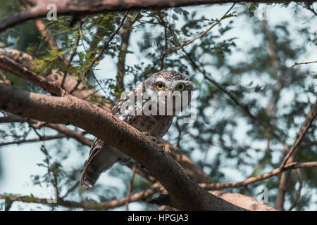 Spotted Owlet cercando curiosamente Foto Stock
