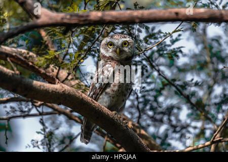 Spotted Owlet cercando curiosamente Foto Stock