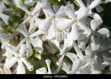 Fiori bianchi Phlox con gocce d'acqua dopo la pioggia fresca. Ancora in vita. Sfondo della molla Foto Stock