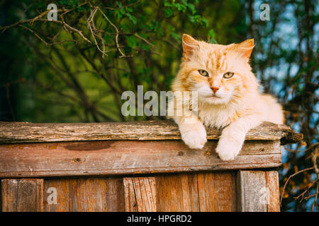 Funny Fat Cat rosso seduti sul recinto nel giorno d'estate. Close up. Foto Stock