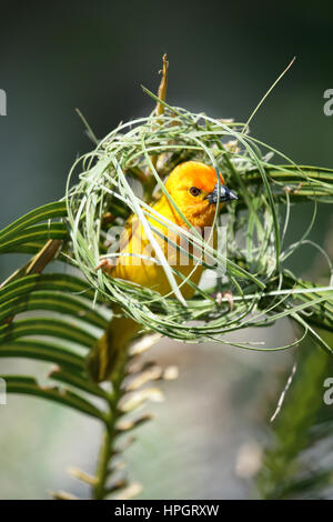 Il Golden Palm Weaver bird il peering da un mezzo nido costruito.- in Kenya. Full frame. ' In costruzione". Foto Stock