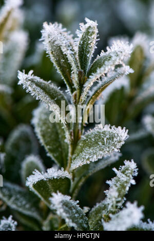 Trasformata per forte gradiente o rime frost, cristalli di ghiaccio sulle foglie di una scatola bush, Buxus semperviirens, in un giardino di hedge in inverno Foto Stock