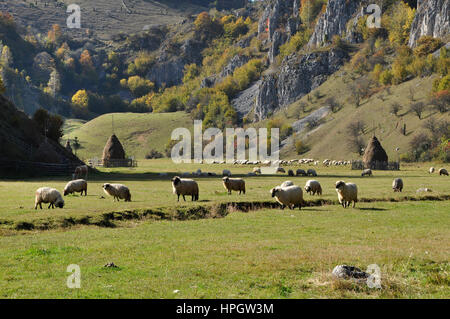 Gregge di pecore al pascolo in un prato in autunno Foto Stock