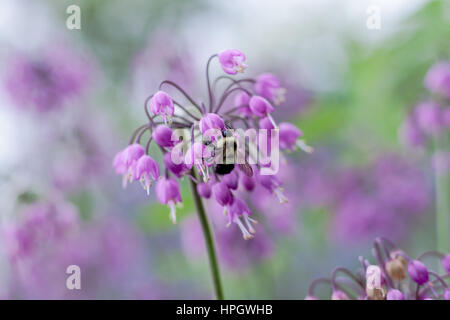 Un cenno delicato fiore di cipolla in luce viola (Allium cernuum) con Bumble Bee alimentare Foto Stock