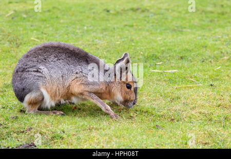 Nasello di Patagonia Mara (Dolichotis Patagonum) il pascolo di erba Foto Stock