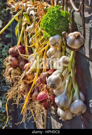 Cresciuto in casa aglio essiccazione al sole Foto Stock