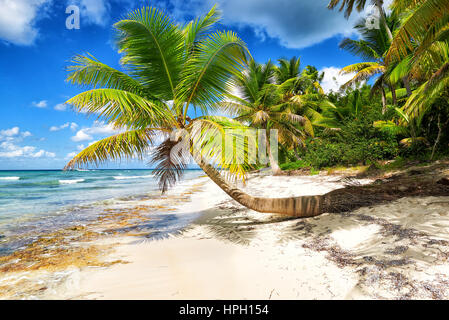 Tropical spiaggia di sabbia bianca con alberi di palma. Saona Island, Repubblica Dominicana Foto Stock