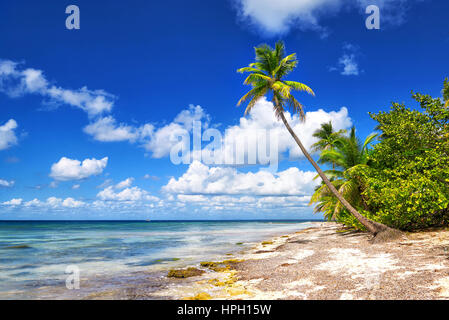 Tropical spiaggia di sabbia bianca con alberi di palma. Saona Island, Repubblica Dominicana Foto Stock