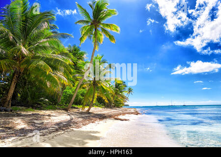 Tropical spiaggia di sabbia bianca con alberi di palma. Saona Island, Repubblica Dominicana Foto Stock