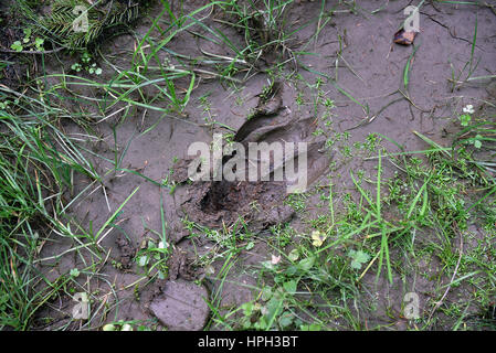 Footprint di cervi nel fango Foto Stock