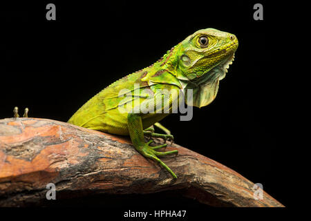 Verde (Iguana Iguana iguana), iguana, famiglia Jorupe Riserva Biologica, tropicali foresta secca, Western foothills andina, Ecuador Foto Stock