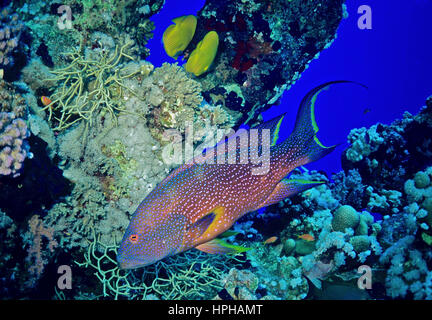 Un corallo raggruppatore (Cephalopholis miniata) nella parte anteriore di un naufragio del corallo di finestra, guardando fuori nel blu. Fotografato nel Mar Rosso egiziano. Foto Stock