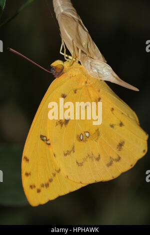 Orange banditi giallo zolfo Butterfly Foto Stock