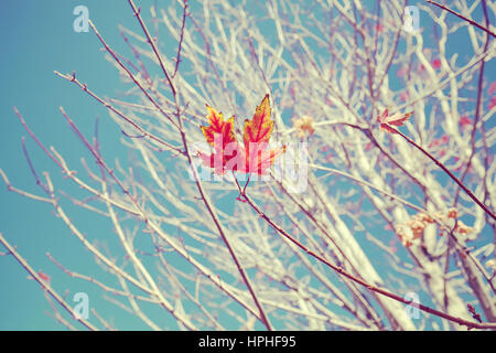 Retrò immagine stilizzata delle ultime foglie su un albero, il fuoco selettivo, natura dello sfondo. Foto Stock